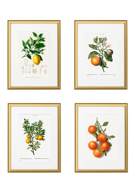 Zestaw plakatów botanicznych - Owoce Cytrusowe White Rose Peonies 