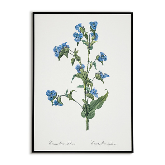 plakaty Commelina tuberosa - Plakat botaniczny - Retro