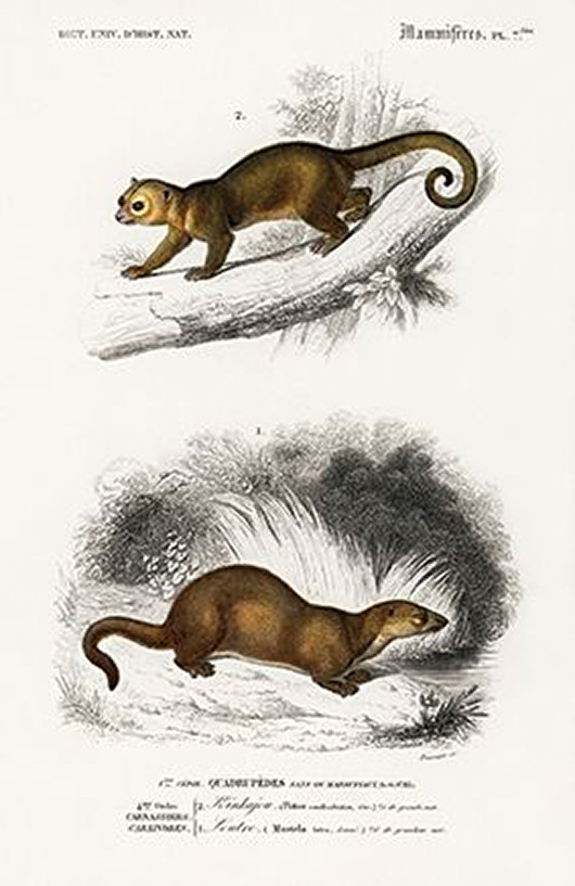 plakaty Kinkazu-i-wydra-plakat-rycina