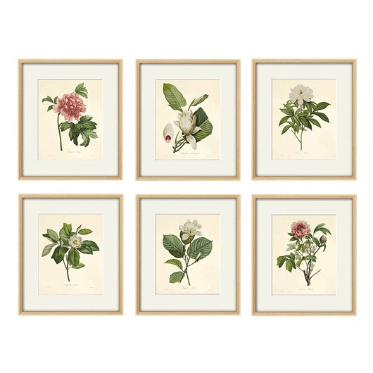 grafiki i ilustracje Rysunek kwiaty grafika  peonie magnolia