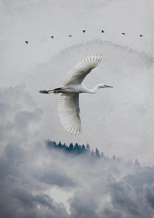 grafiki i ilustracje Wolność - Freedom z filtrem AR (Plakat A3/A2)