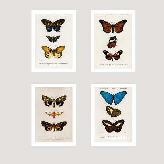 Zestaw plakatów BUTTERFLIES  muybien