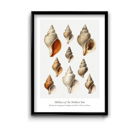 plakaty Plakat Muszle No.1