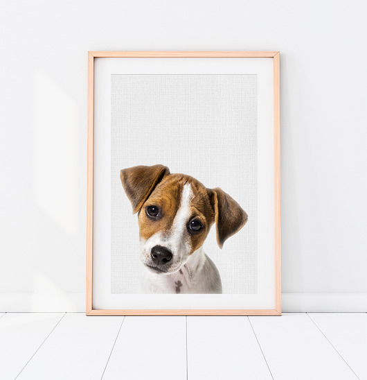 obrazy i plakaty do pokoju dziecięcego Plakat Pies - Jack Russell Terrier