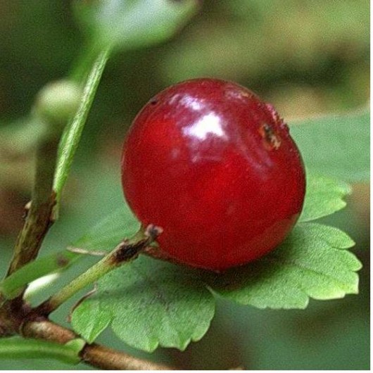 dopłatka Beata Trotter