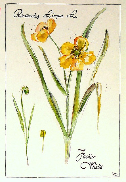 Ranunculus Lingua L. czyli Jaskier Wielki Camariera