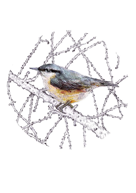 grafiki i ilustracje Kowalik- grafika- ilustracja- Polskie Ptaki