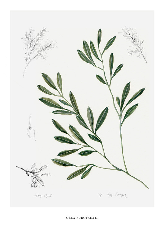 Oliwka 50x70 cm Margo Hupert