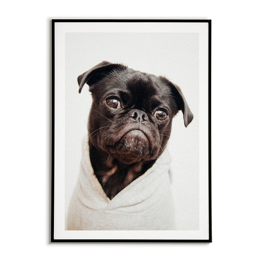 plakaty Plakat z Mopsem PORTRET pieska PUG