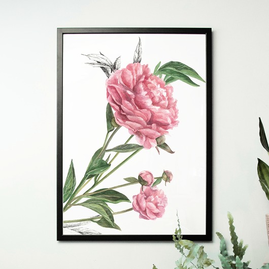 grafiki i ilustracje Piwonie 50x70 - grafika botaniczna