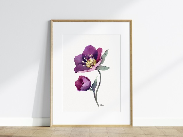 grafiki i ilustracje Ciemiernik, grafika, akwarela