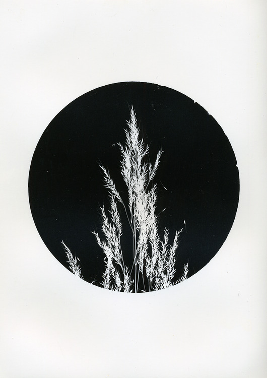 fotografia Siewka jedna