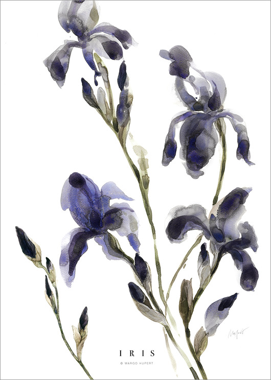 grafiki i ilustracje Irysy Fine Art Print