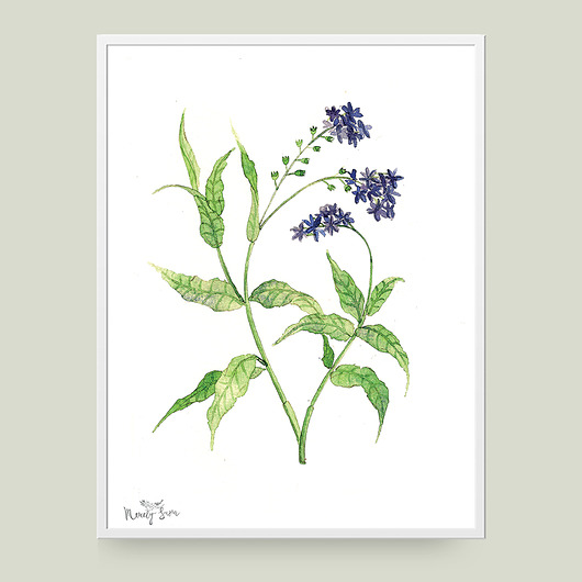 Plakat botaniczny z kwiatem - 20x30cm Merely Susan