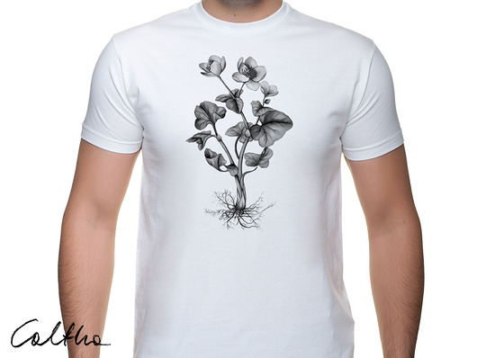 Kaczeniec - t-shirt - różne rozmiary i kolory Caltha