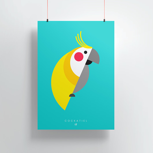 plakaty Plakat_Cockatiel