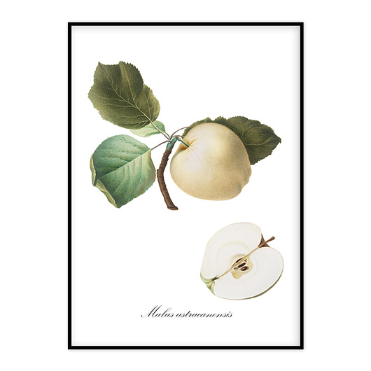 Plakat - botaniczna ilustracja JABŁKO muybien