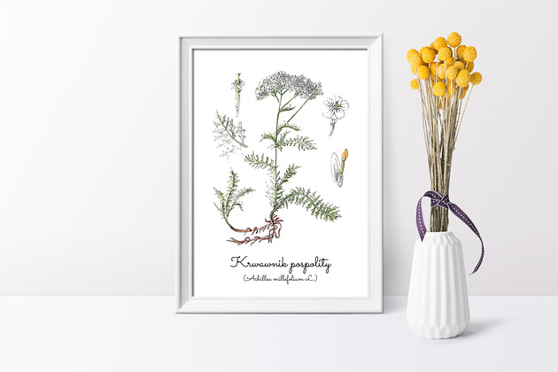 Plakat ilustracja tablica botaniczna krwawnik Arty arty