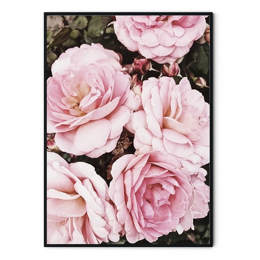 Plakat skandynawski botaniczny Roses myscandi