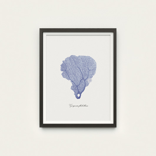 Plakat morski - Gorgonia - Gorgonia Flabellum Pracownia Celegarth