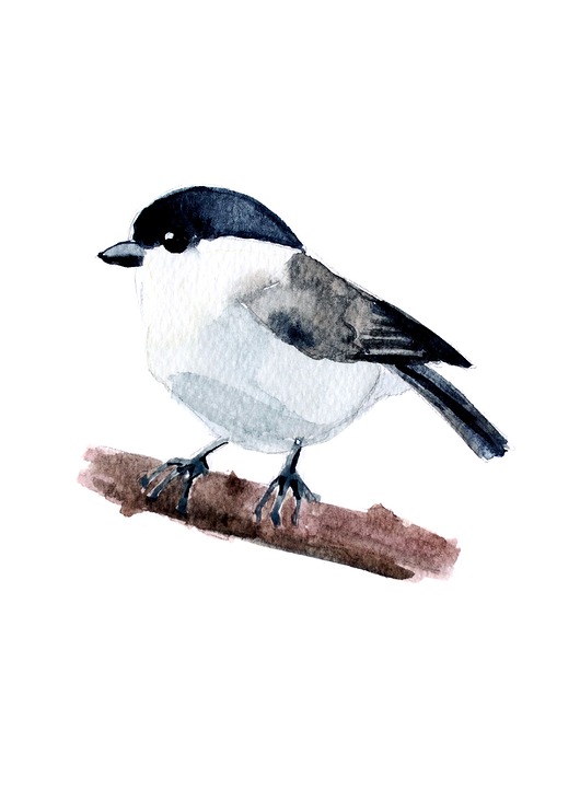 grafiki i ilustracje Sikorka uboga