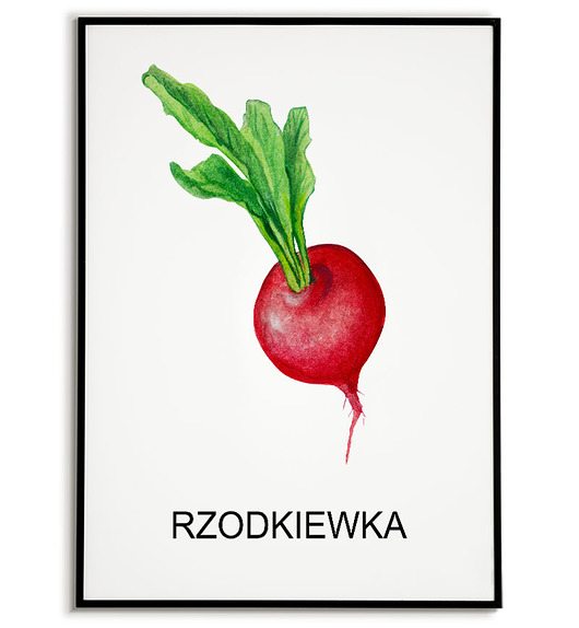 plakaty Plakat  GRAFIKA RZODKIEWKA warzywa ZIOŁA
