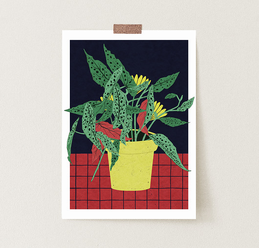 grafiki i ilustracje Begonia plakat grafika kwiaty