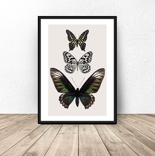 plakaty Kolorowy plakat na ścianę z motylami 50x70 (500mm x 700mm)