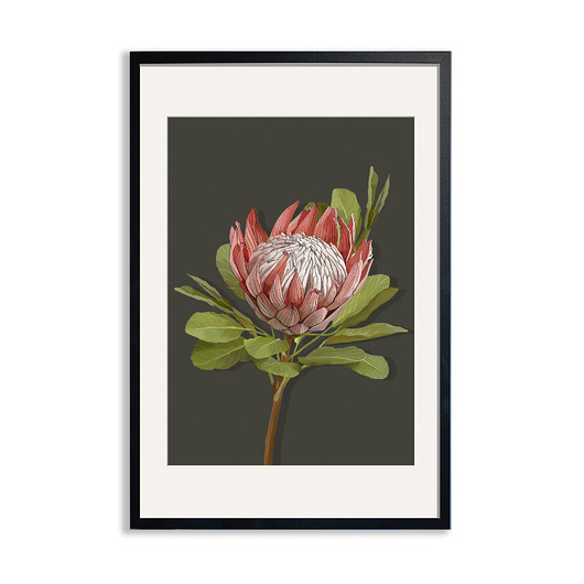 plakaty PLAKAT (poster) KWIAT PROTEA