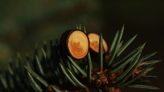 Jodła pospolita (Abies alba Mill.) karol drevko