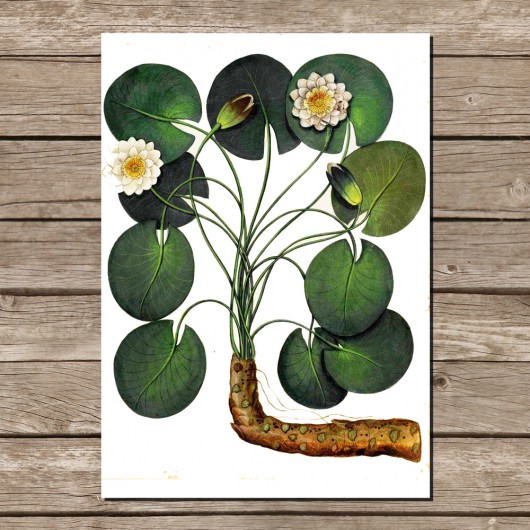 Botaniczny plakat a4 wydruk grafika LILIE Lawendowy Bazar