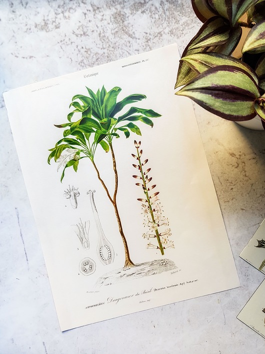 plakaty Plakat, Rycina Vintage -  Roślina, Dracena