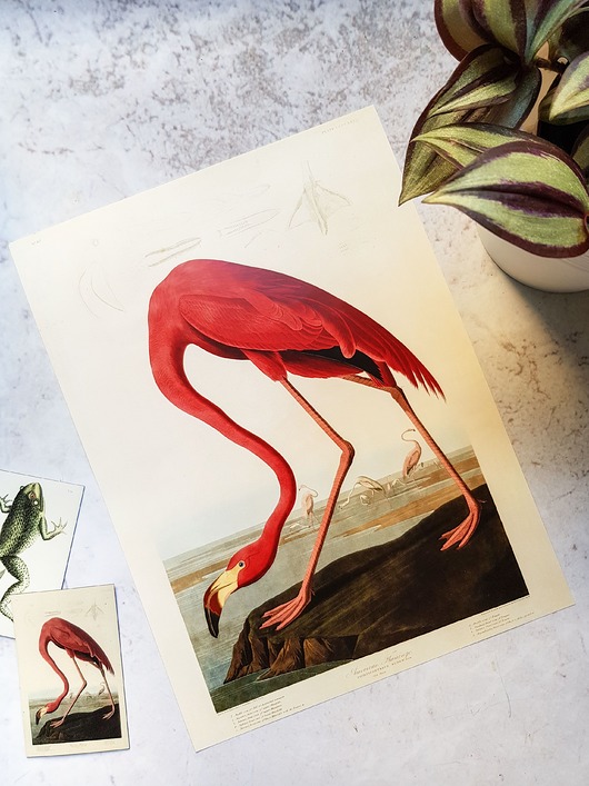 plakaty Plakat, Rycina Vintage -  Flaming