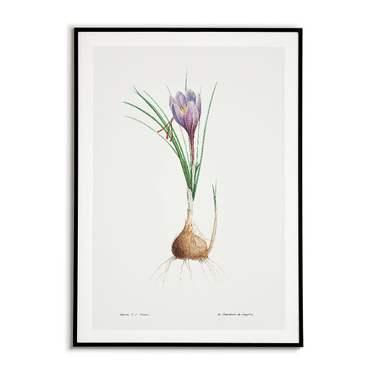 Plakat botaniczny Grafika Niebieski Irys Bajkowe Obrazki