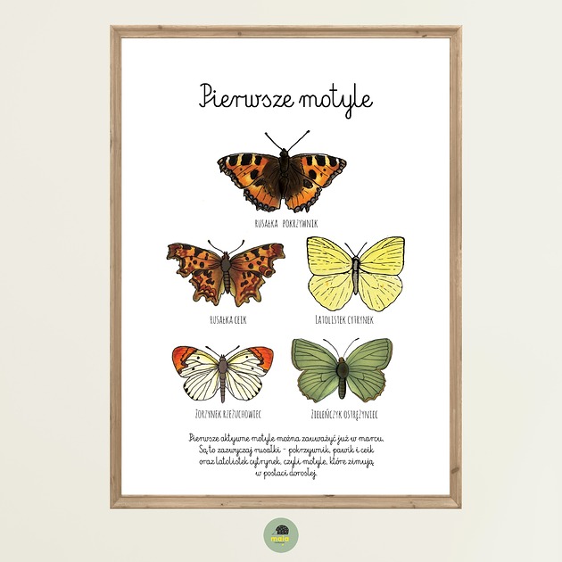 obrazy i plakaty do pokoju dziecięcego Plakat Edukacyjny Motyle Montessori dla dzieci