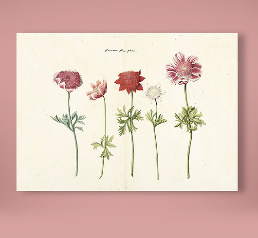 plakaty Plakat botaniczny z kwiatami Retro vintage