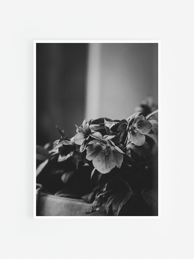 fotografia Ciemiernik III czarno białe