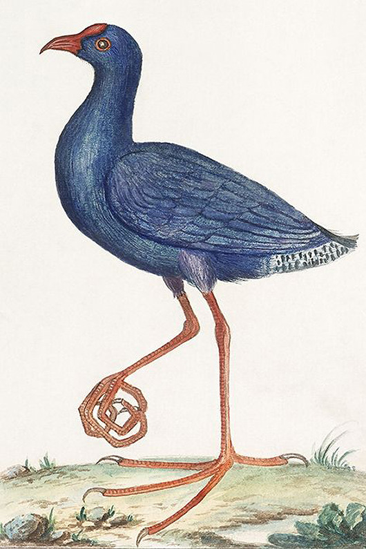 plakaty Ptak-ilustracja-vintage