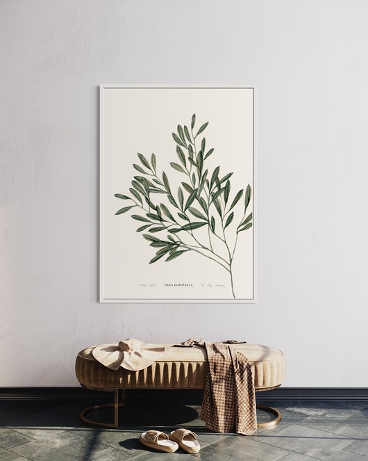 grafiki i ilustracje Olea Europea