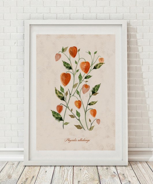 plakaty Plakat MIECHUNKA ROZDĘTA (PHYSALIS ALKEKENGI) A3