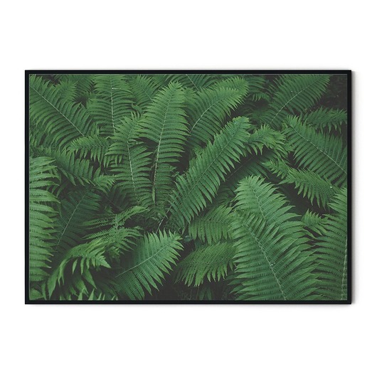 Plakat skandynawski botaniczny Paprocie myscandi