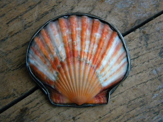 muszla -  broszka Beata Trotter