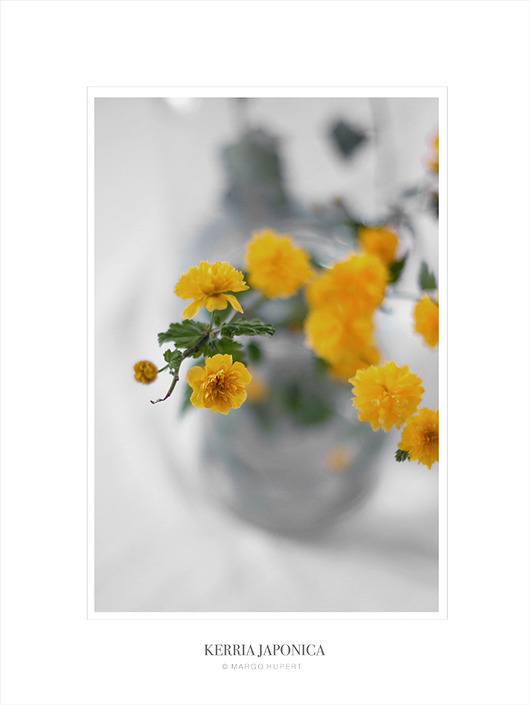 KERRIA JAPONICA 30x40 cm Margo Hupert