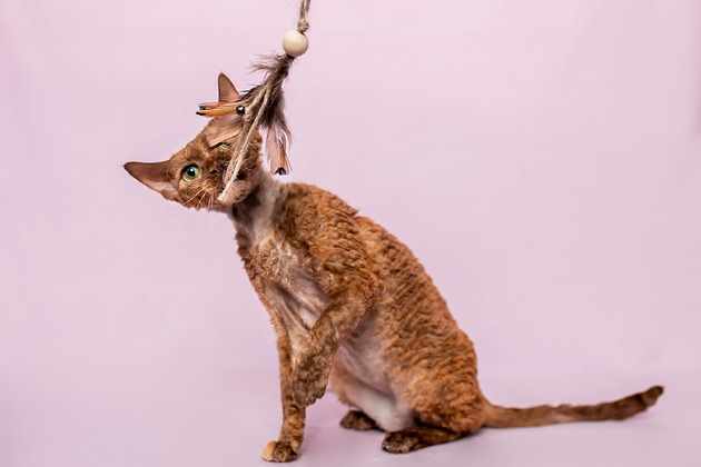 Zabawki dla zwierząt Wędka WILD CAT z chwostem ONLY BIRD