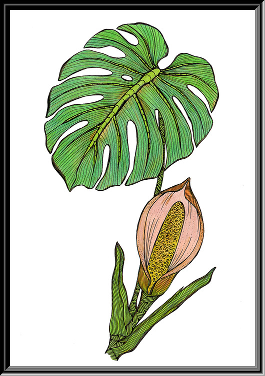 grafiki i ilustracje 90. Monstera - rysunek, plakat.