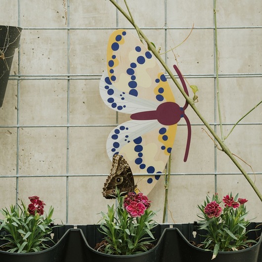plakaty Plakat Magpie Moth the butterfly - dekoracja ścienna