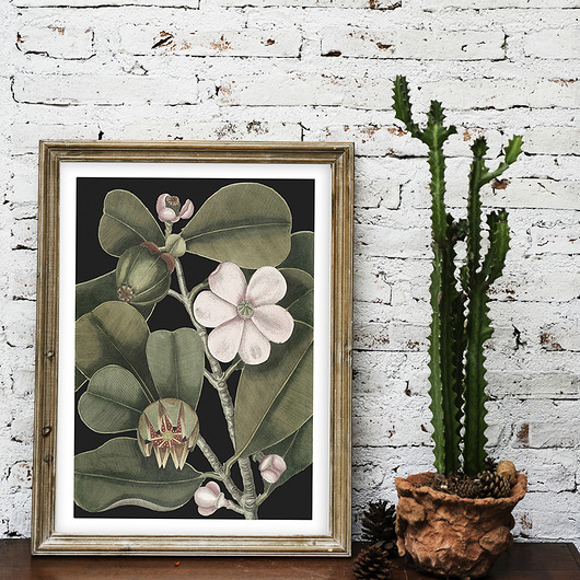 Plakat vintage - botaniczna ilustracja no.3 muybien