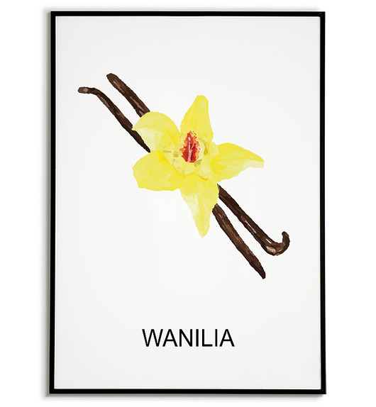plakaty Plakat  GRAFIKA WANILIA ZIOŁA obraz