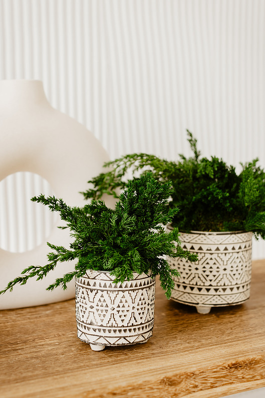 doniczki Doniczka z roślinami stabilizowanymi/mech - bonsai mały