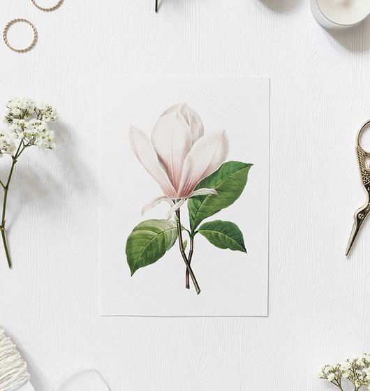 Biała magnolia Plakat - różne formaty HOG STUDIO